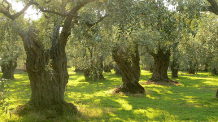 Olive trees