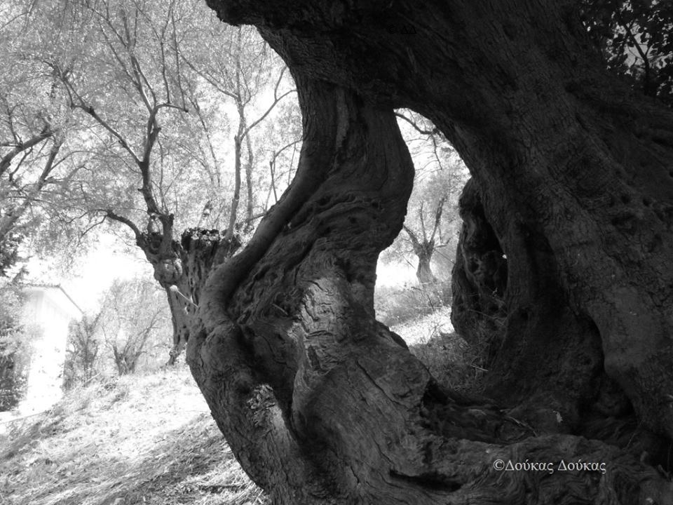 DOUKAS ELIA LESVOS